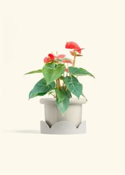 Anthurium 'Red Flamingo', Medium -Home Living Store ANTHURIUM RED 6 FATLIP OAT TRAY BEIGE 6 bckgrnd cream