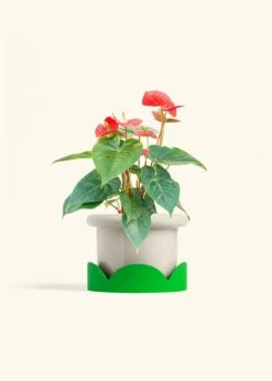 Anthurium 'Red Flamingo', Medium -Home Living Store ANTHURIUM RED 6 FATLIP OAT TRAY GREEN 6 bckgrnd cream