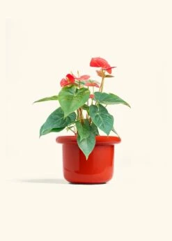 Anthurium 'Red Flamingo', Medium -Home Living Store ANTHURIUM RED 6 FATLIP RED 6 bckgrnd cream