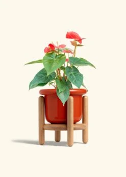 Anthurium 'Red Flamingo', Medium -Home Living Store ANTHURIUM RED 6 FATLIP RED STAND 6 bckgrnd cream