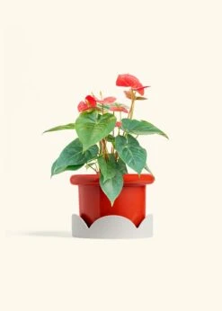 Anthurium 'Red Flamingo', Medium -Home Living Store ANTHURIUM RED 6 FATLIP RED TRAY BEIGE 6 bckgrnd cream