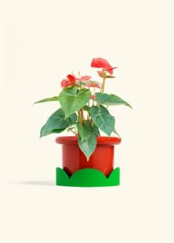 Anthurium 'Red Flamingo', Medium -Home Living Store ANTHURIUM RED 6 FATLIP RED TRAY GREEN 6 bckgrnd cream