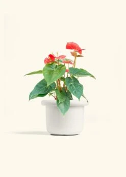 Anthurium 'Red Flamingo', Medium -Home Living Store ANTHURIUM RED 6 FATLIP WHITE 6 bckgrnd cream