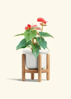 Anthurium 'Red Flamingo', Medium -Home Living Store ANTHURIUM RED 6 FATLIP WHITE STAND 6 bckgrnd cream