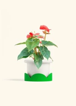 Anthurium 'Red Flamingo', Medium -Home Living Store ANTHURIUM RED 6 FATLIP WHITE TRAY GREEN 6 bckgrnd cream
