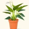 Anthurium 'White Flamingo', Small -Home Living Store ANTHURIUM WHITE 4 1 49109094 1360 42aa a5ab a6fe52becedd