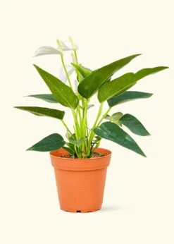 Anthurium 'White Flamingo', Small