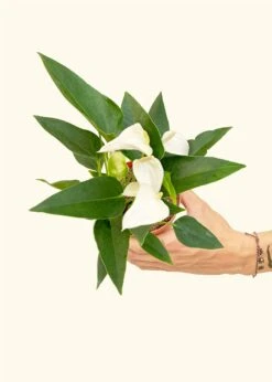 Anthurium 'White Flamingo', Small -Home Living Store ANTHURIUM WHITE 4 3 419e35f6 03a7 4fad b5ab df97fbed884e
