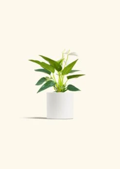 Anthurium 'White Flamingo', Small -Home Living Store ANTHURIUM WHITE 4 CLASSIC WHITE 4 bckgrnd cream