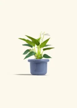 Anthurium 'White Flamingo', Small -Home Living Store ANTHURIUM WHITE 4 FATLIP BLUE 4 bckgrnd cream