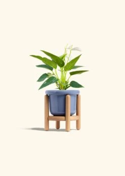 Anthurium 'White Flamingo', Small -Home Living Store ANTHURIUM WHITE 4 FATLIP BLUE STAND 4 bckgrnd cream