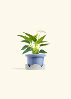 Anthurium 'White Flamingo', Small -Home Living Store ANTHURIUM WHITE 4 FATLIP BLUE TRAY BEIGE 4 bckgrnd cream