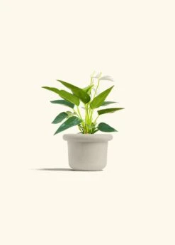 Anthurium 'White Flamingo', Small -Home Living Store ANTHURIUM WHITE 4 FATLIP OAT 4 bckgrnd cream
