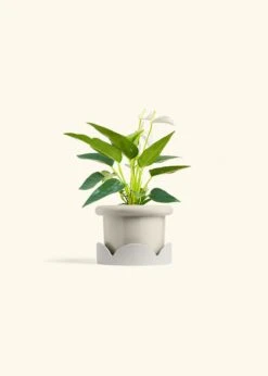 Anthurium 'White Flamingo', Small -Home Living Store ANTHURIUM WHITE 4 FATLIP OAT TRAY BEIGE 4 bckgrnd cream