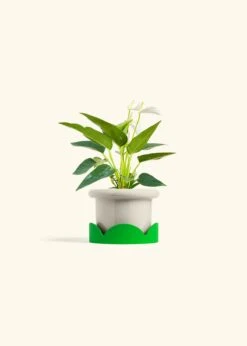 Anthurium 'White Flamingo', Small -Home Living Store ANTHURIUM WHITE 4 FATLIP OAT TRAY GREEN 4 bckgrnd cream