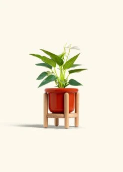 Anthurium 'White Flamingo', Small -Home Living Store ANTHURIUM WHITE 4 FATLIP RED STAND 4 bckgrnd cream