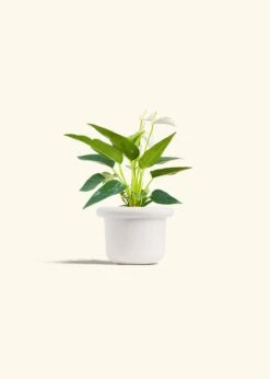 Anthurium 'White Flamingo', Small -Home Living Store ANTHURIUM WHITE 4 FATLIP WHITE 4 bckgrnd cream
