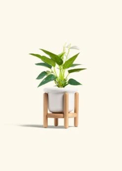 Anthurium 'White Flamingo', Small -Home Living Store ANTHURIUM WHITE 4 FATLIP WHITE STAND 4 bckgrnd cream