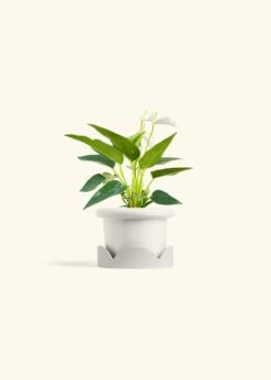 Anthurium 'White Flamingo', Small -Home Living Store ANTHURIUM WHITE 4 FATLIP WHITE TRAY BEIGE 4 bckgrnd cream