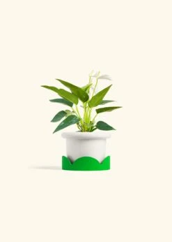 Anthurium 'White Flamingo', Small -Home Living Store ANTHURIUM WHITE 4 FATLIP WHITE TRAY GREEN 4 bckgrnd cream