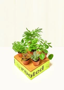 Baby Pet-Friendly Trio