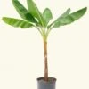 Banana Tree, XL -Home Living Store BANANA 10 1