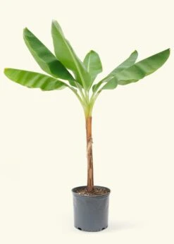 Banana Tree, XL