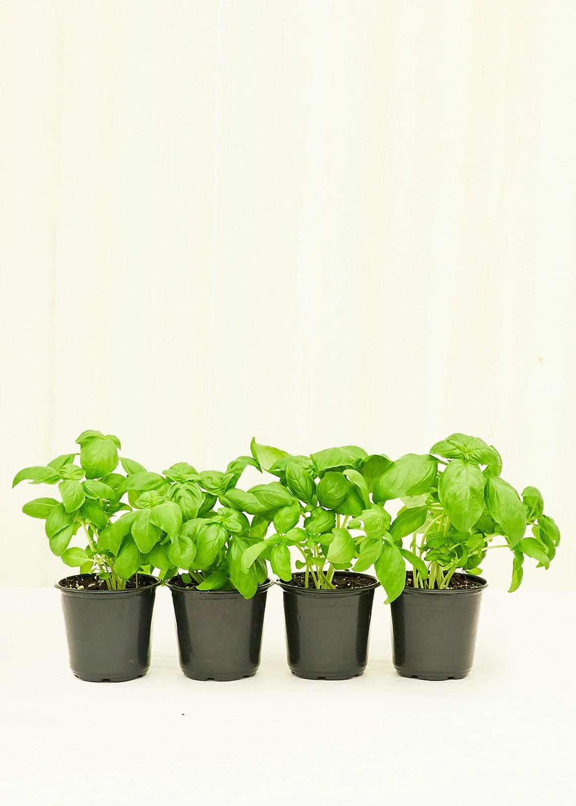 Home Living Store 38 Home Living Store -Home Living Store BASIL 4PACK 3 1