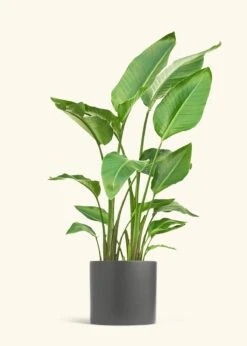 White Bird Of Paradise, XL -Home Living Store BOP WHITETALL 10 CLASSIC GREY 10 bckgrnd cream