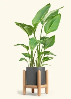 White Bird Of Paradise, XL -Home Living Store BOP WHITETALL 10 CLASSIC GREY STAND 10 bckgrnd cream