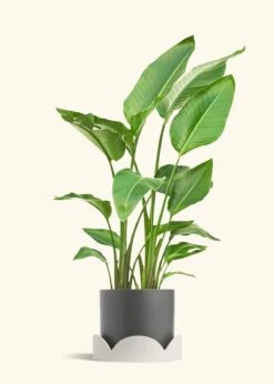 White Bird Of Paradise, XL -Home Living Store BOP WHITETALL 10 CLASSIC GREY TRAY BEIGE 10 bckgrnd cream