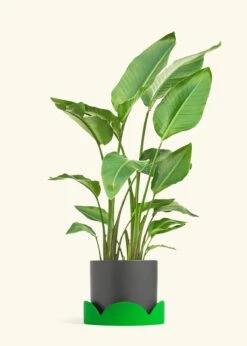 White Bird Of Paradise, XL -Home Living Store BOP WHITETALL 10 CLASSIC GREY TRAY GREEN 10 bckgrnd cream