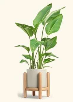 White Bird Of Paradise, XL -Home Living Store BOP WHITETALL 10 CLASSIC OAT STAND 10 bckgrnd cream