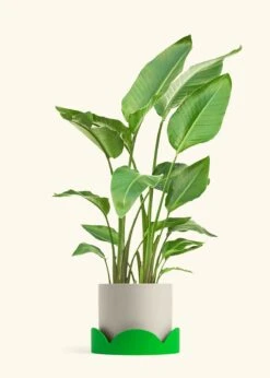 White Bird Of Paradise, XL -Home Living Store BOP WHITETALL 10 CLASSIC OAT TRAY GREEN 10 bckgrnd cream