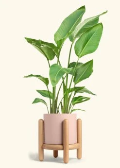 White Bird Of Paradise, XL -Home Living Store BOP WHITETALL 10 CLASSIC PINK STAND 10 bckgrnd cream