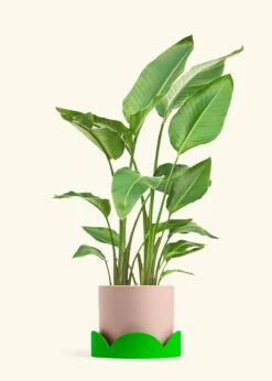 White Bird Of Paradise, XL -Home Living Store BOP WHITETALL 10 CLASSIC PINK TRAY GREEN 10 bckgrnd cream