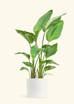 White Bird Of Paradise, XL -Home Living Store BOP WHITETALL 10 CLASSIC WHITE 10 bckgrnd cream