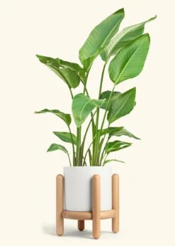 White Bird Of Paradise, XL -Home Living Store BOP WHITETALL 10 CLASSIC WHITE STAND 10 bckgrnd cream