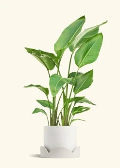 White Bird Of Paradise, XL -Home Living Store BOP WHITETALL 10 CLASSIC WHITE TRAY BEIGE 10 bckgrnd cream