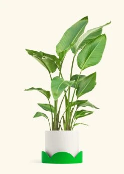 White Bird Of Paradise, XL -Home Living Store BOP WHITETALL 10 CLASSIC WHITE TRAY GREEN 10 bckgrnd cream