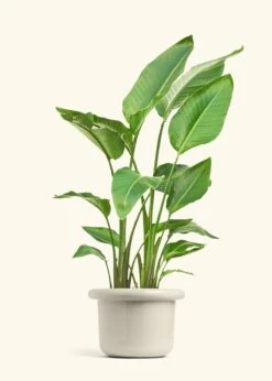 White Bird Of Paradise, XL -Home Living Store BOP WHITETALL 10 FATLIP OAT 10 bckgrnd cream