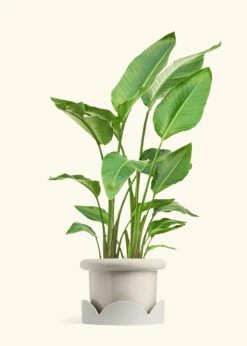 White Bird Of Paradise, XL -Home Living Store BOP WHITETALL 10 FATLIP OAT TRAY BEIGE 10 bckgrnd cream