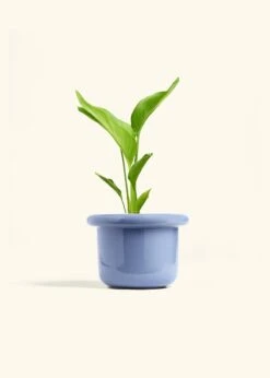 White Bird Of Paradise, Medium 29 White Bird Of Paradise, Medium -Home Living Store BOP WHITE 6 FATLIP BLUE 6 bckgrnd cream