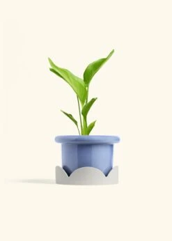 White Bird Of Paradise, Medium 31 White Bird Of Paradise, Medium -Home Living Store BOP WHITE 6 FATLIP BLUE TRAY BEIGE 6 bckgrnd cream