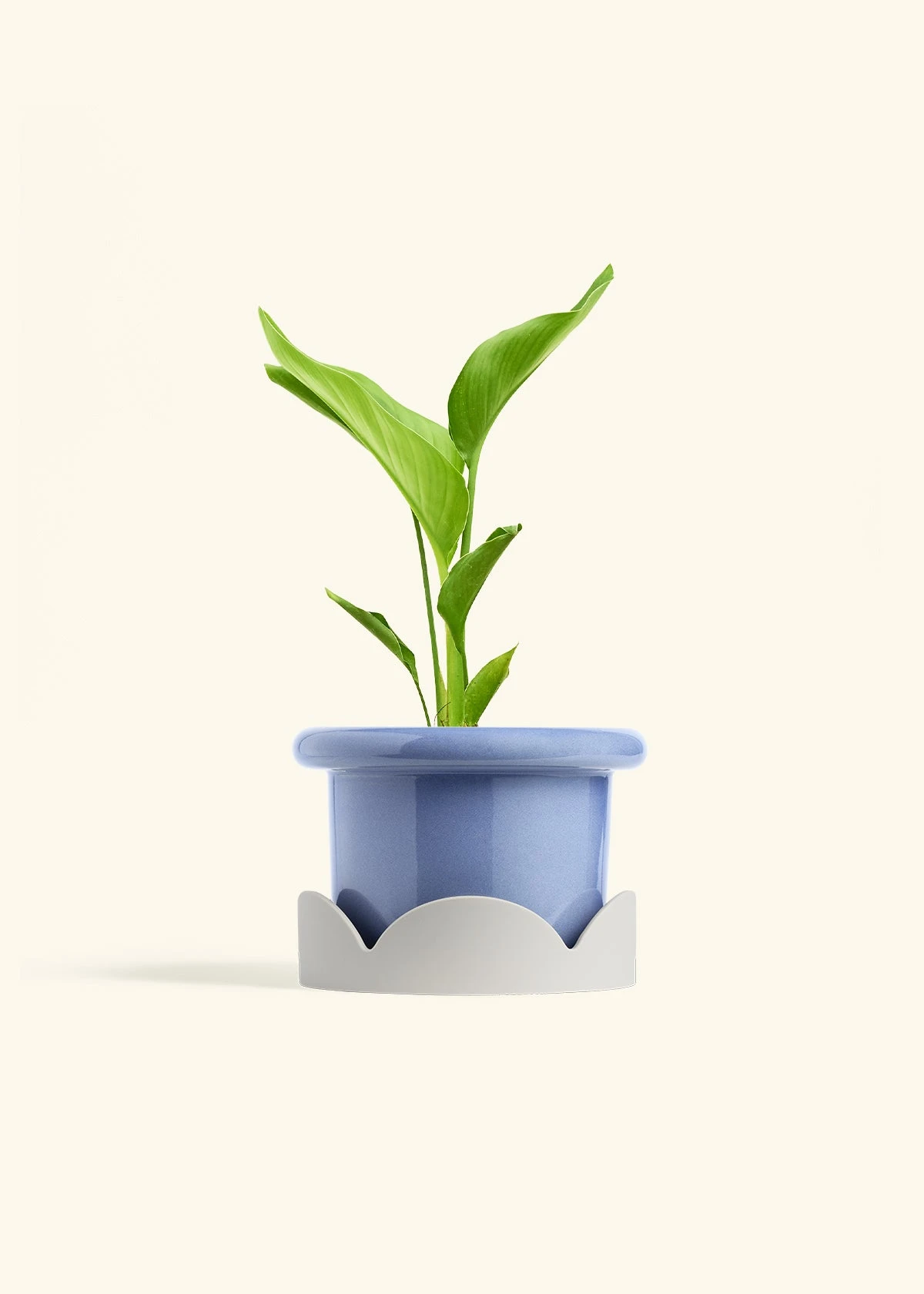 White Bird Of Paradise, Medium 12 White Bird Of Paradise, Medium - Image 10