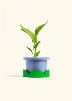 White Bird Of Paradise, Medium 30 White Bird Of Paradise, Medium -Home Living Store BOP WHITE 6 FATLIP BLUE TRAY GREEN 6 bckgrnd cream