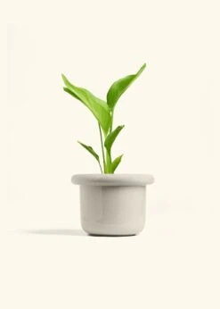 White Bird Of Paradise, Medium 37 White Bird Of Paradise, Medium -Home Living Store BOP WHITE 6 FATLIP OAT 6 bckgrnd cream