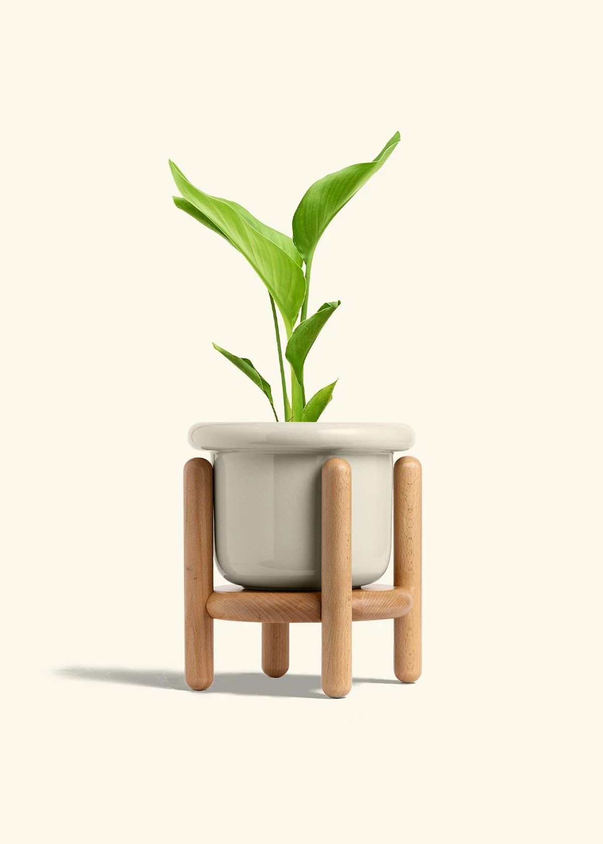 White Bird Of Paradise, Medium 21 White Bird Of Paradise, Medium - Image 19