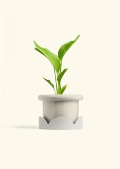 White Bird Of Paradise, Medium 39 White Bird Of Paradise, Medium -Home Living Store BOP WHITE 6 FATLIP OAT TRAY BEIGE 6 bckgrnd cream