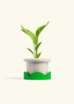 White Bird Of Paradise, Medium 38 White Bird Of Paradise, Medium -Home Living Store BOP WHITE 6 FATLIP OAT TRAY GREEN 6 bckgrnd cream